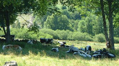 vaches repos pature