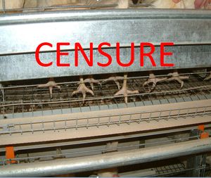 poules cage censure